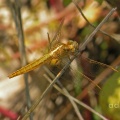 Broad Scarlet female (Crocothemis erythraea) Alan Prowse